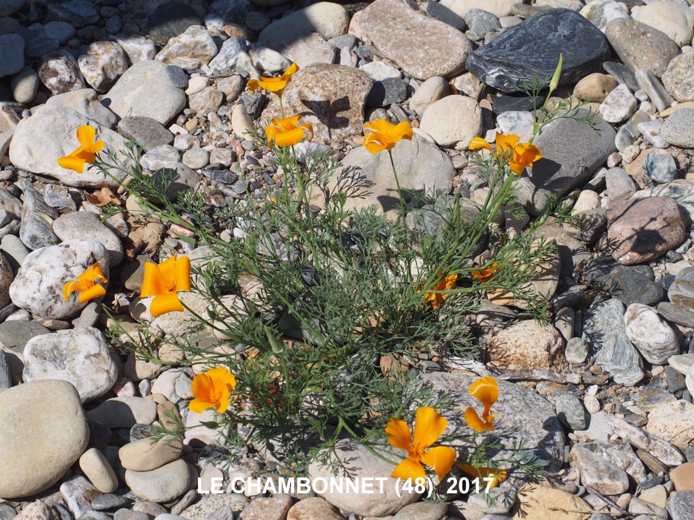 Poppy, Californian plant